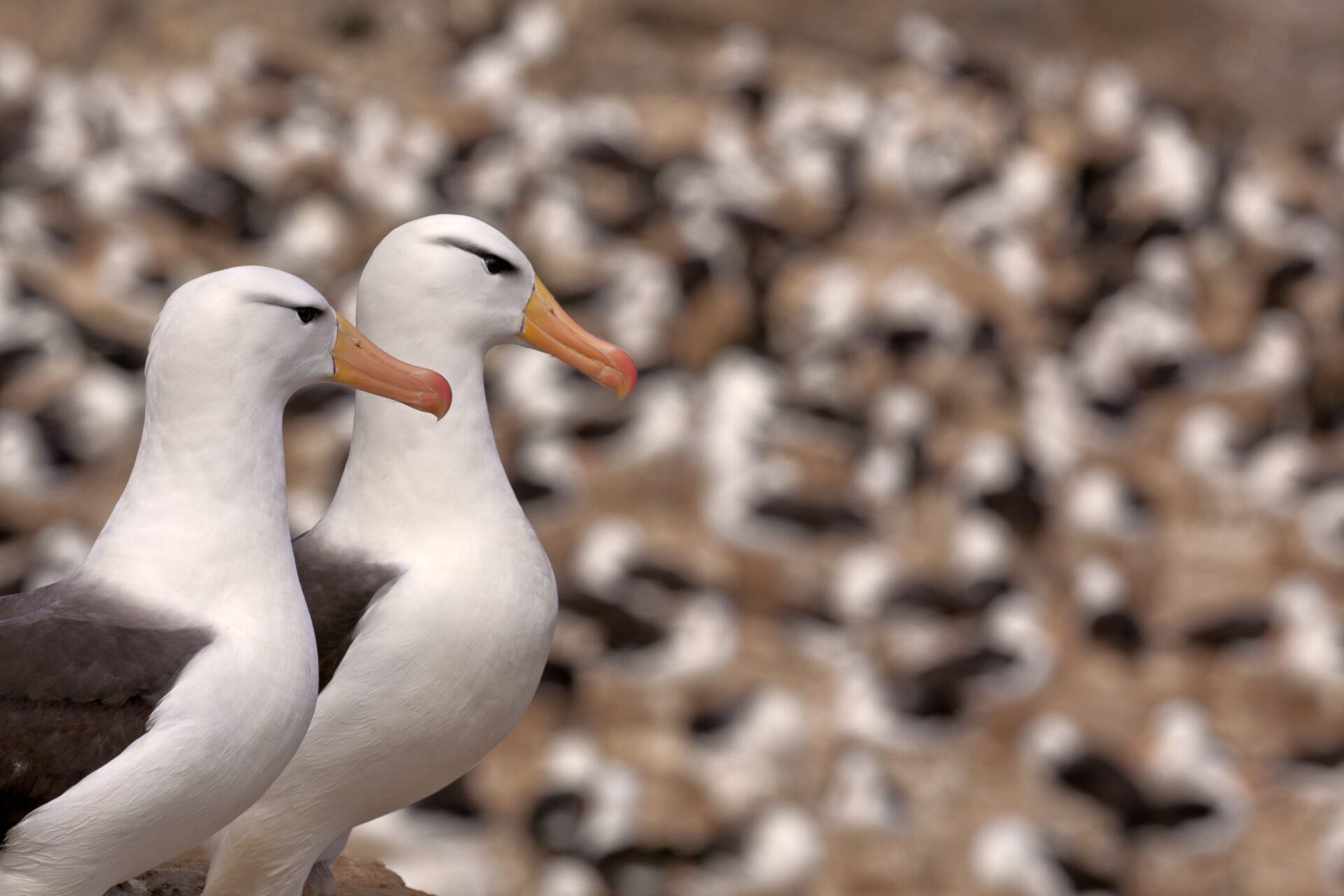 The Pair and the Colony